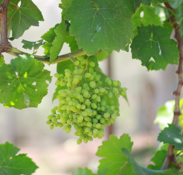 Banati grapes