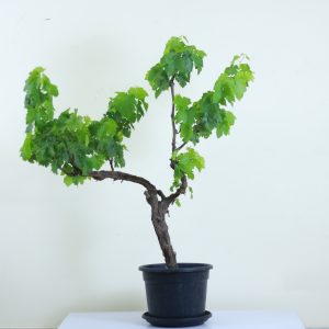 Banati grapes