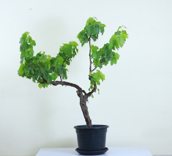 Banati grapes