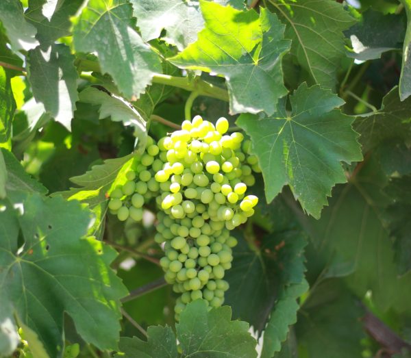 Banati grapes