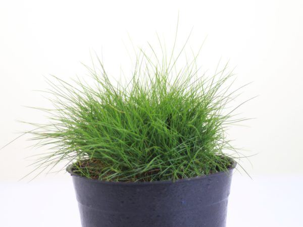 Korean Grass