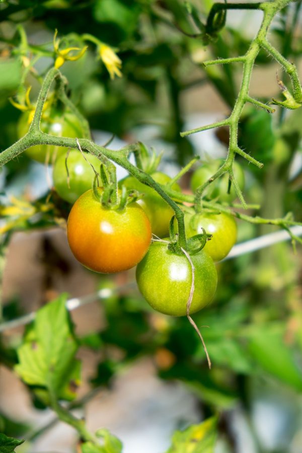 Cherry Tomatoes