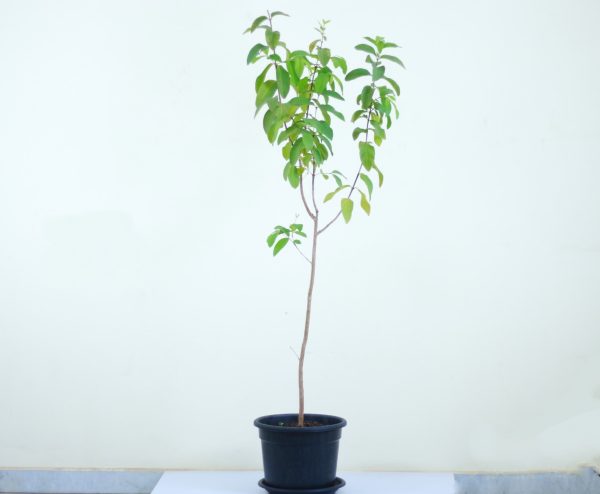 Guava