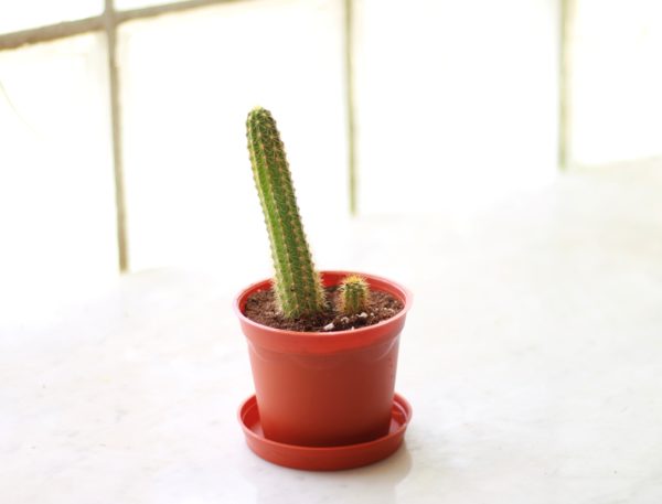Hairbrush Cactus