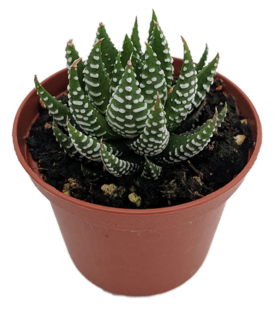 Haworthia