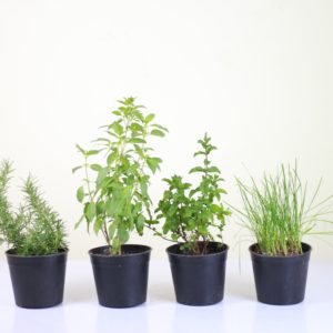Kitchen Herbs (4 Pieces)