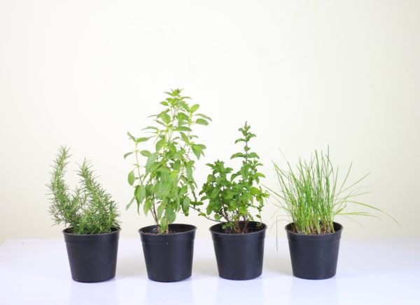 Kitchen Herbs (4 Pieces)