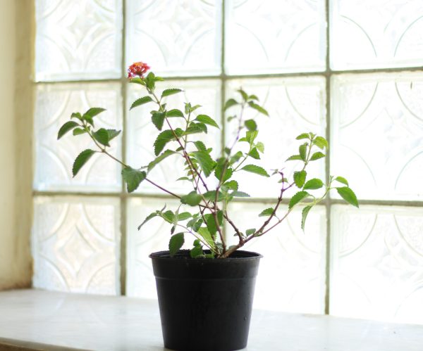 Lantana