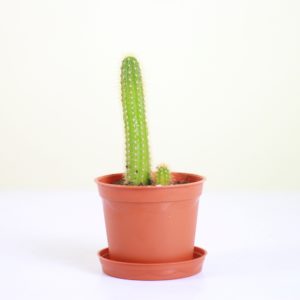 Hairbrush Cactus