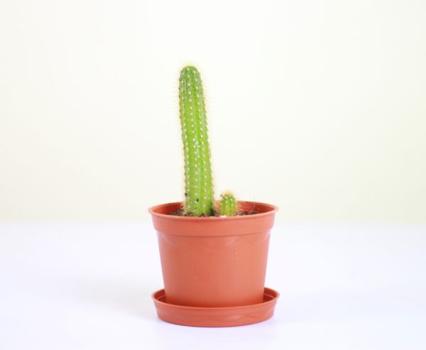 Hairbrush Cactus