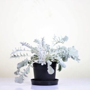 Dusty Miller
