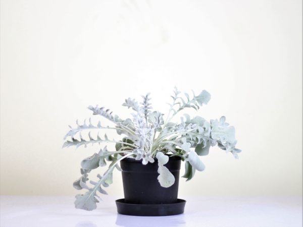 Dusty Miller