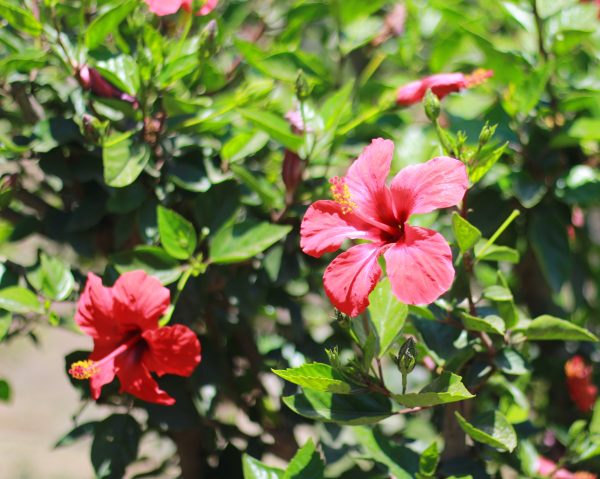 Hibiscus