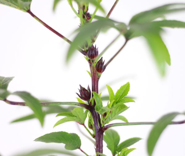 Hibiscus Tea Plant