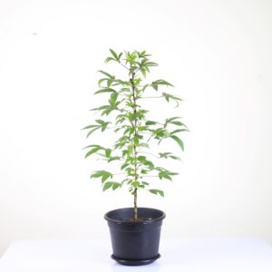 Hibiscus Tea Plant