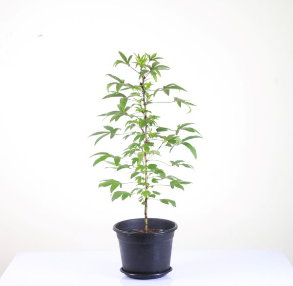 Hibiscus Tea Plant