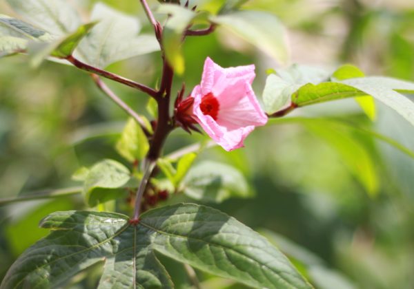 Hibiscus Tea Plant