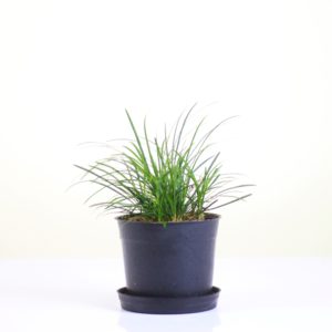 Sheep Grass