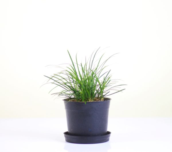Sheep Grass