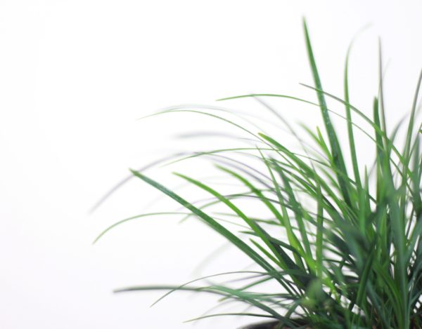 Sheep Grass