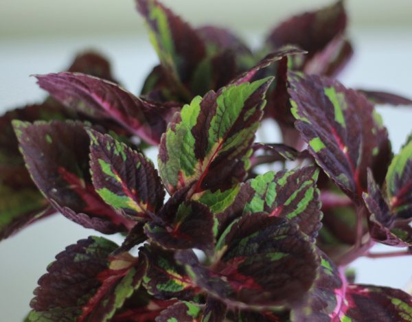 Coleus