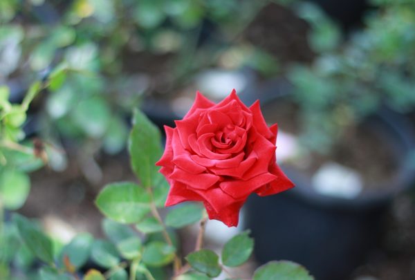Rose Bush