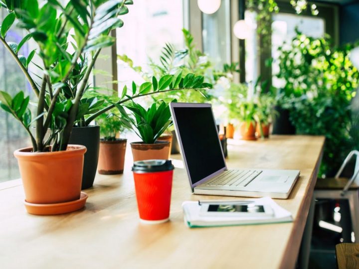 Plants In The Office Space