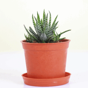 Haworthia