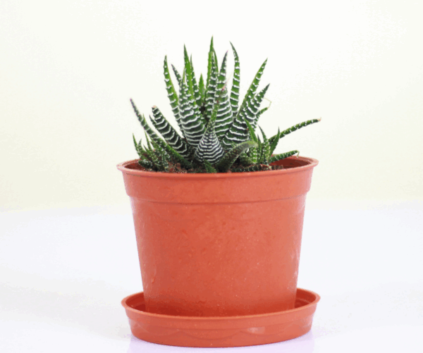 Haworthia