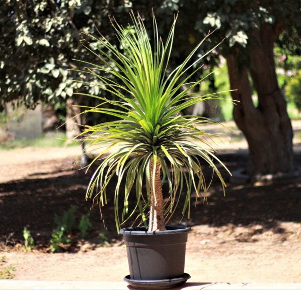 Ponytail Palm