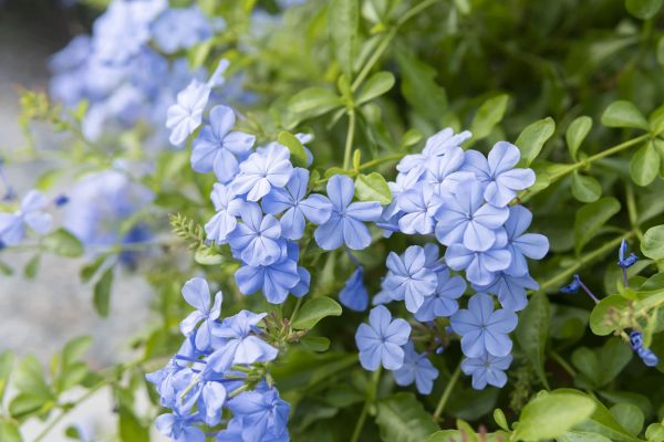 Plumbago