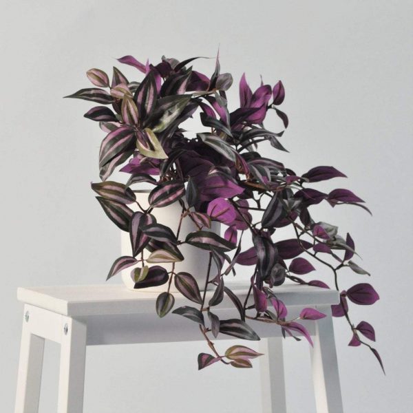 Inch Plant