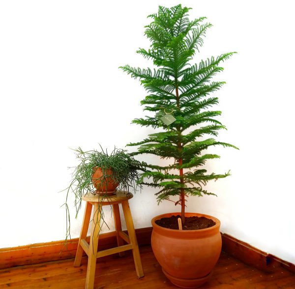 Norfolk Island Pine