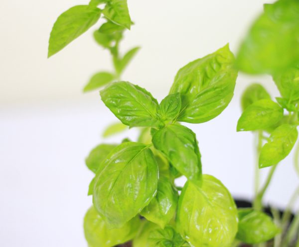 Italian Basil
