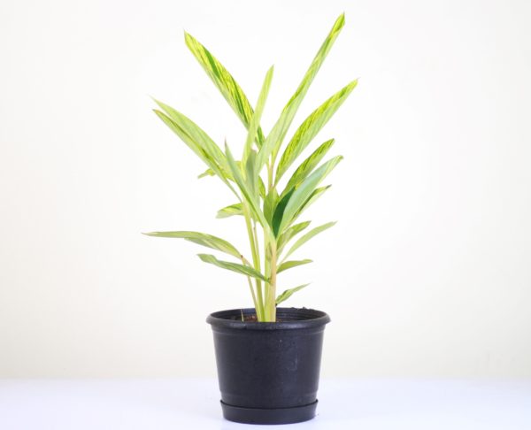 Shell Ginger