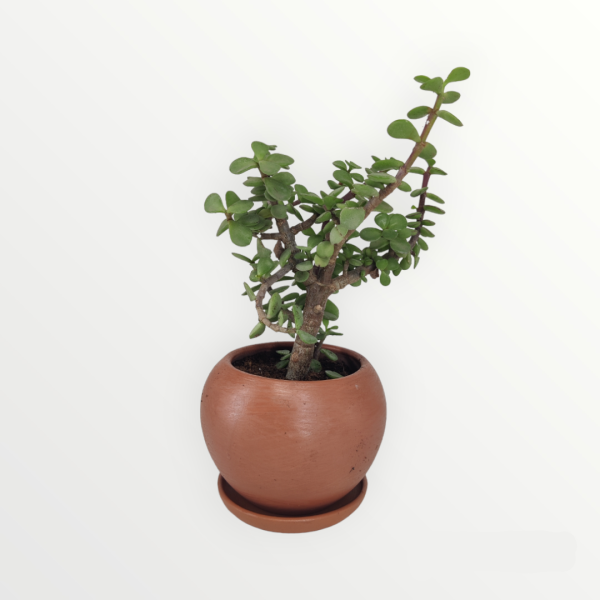 Office Plants Set (10 Plants)