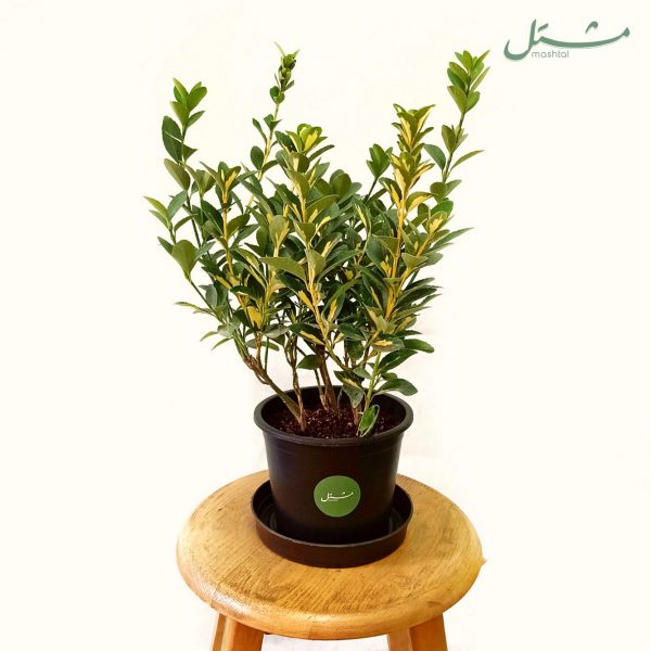 Japanese Spindle (Euonymus)