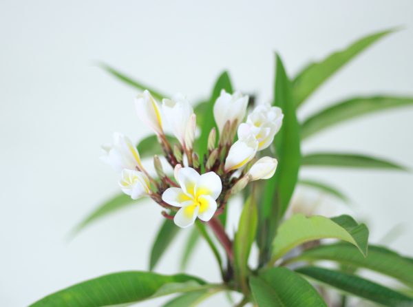 White Frangipani (Indian Jasmine)