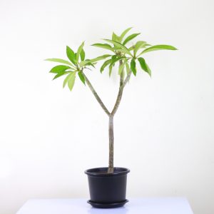 White Frangipani (Indian Jasmine)
