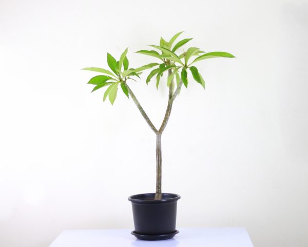 White Frangipani (Indian Jasmine)