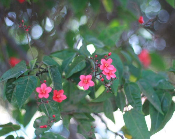 Jatropha