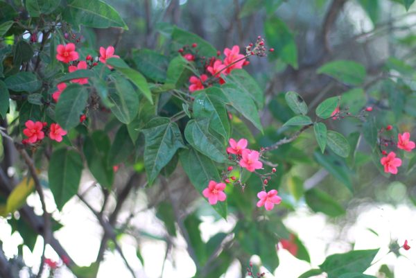 Jatropha