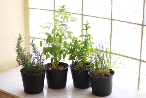 Kitchen Herbs (4 Pieces)