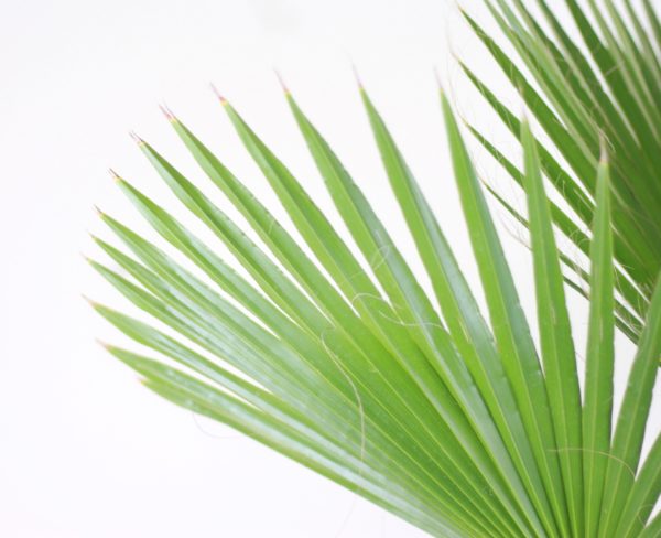 Washingtonia Palm