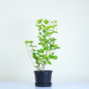 Arabian Jasmine