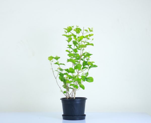 Arabian Jasmine