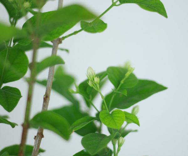 Arabian Jasmine