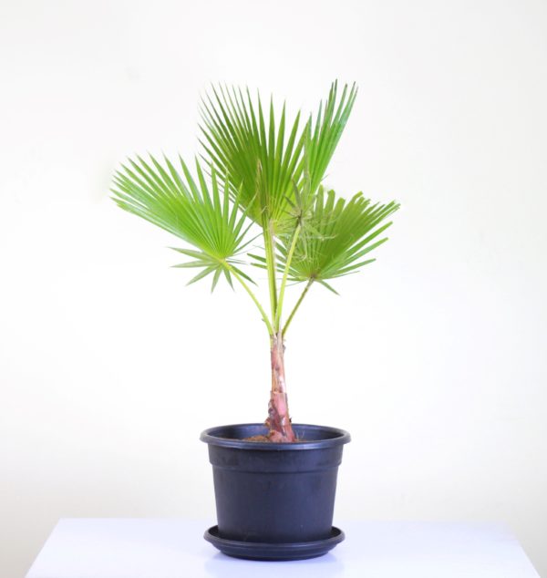Washingtonia Palm