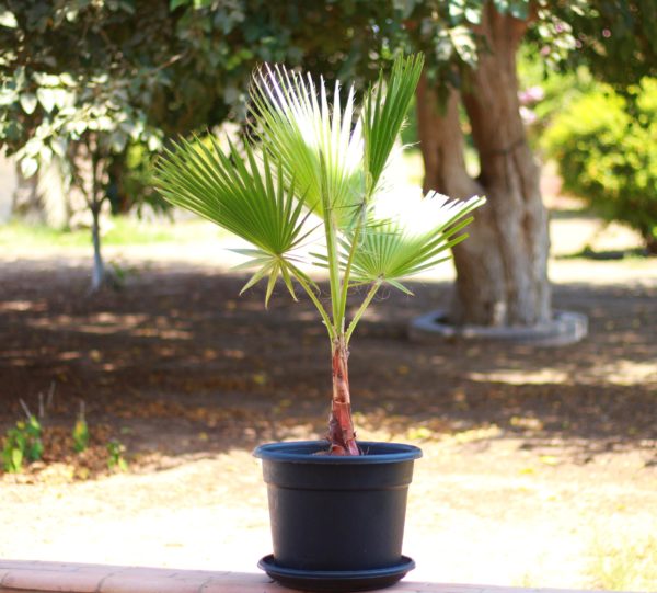 Washingtonia Palm