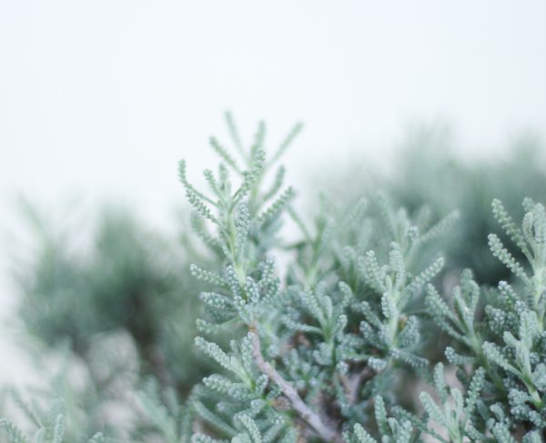 Mugwort